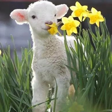 sheep sheep