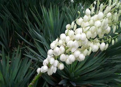 yucca powder