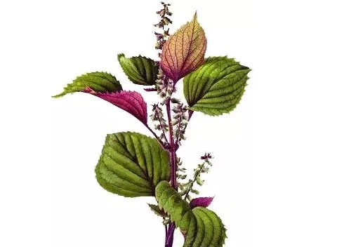 sclareolide leaf
